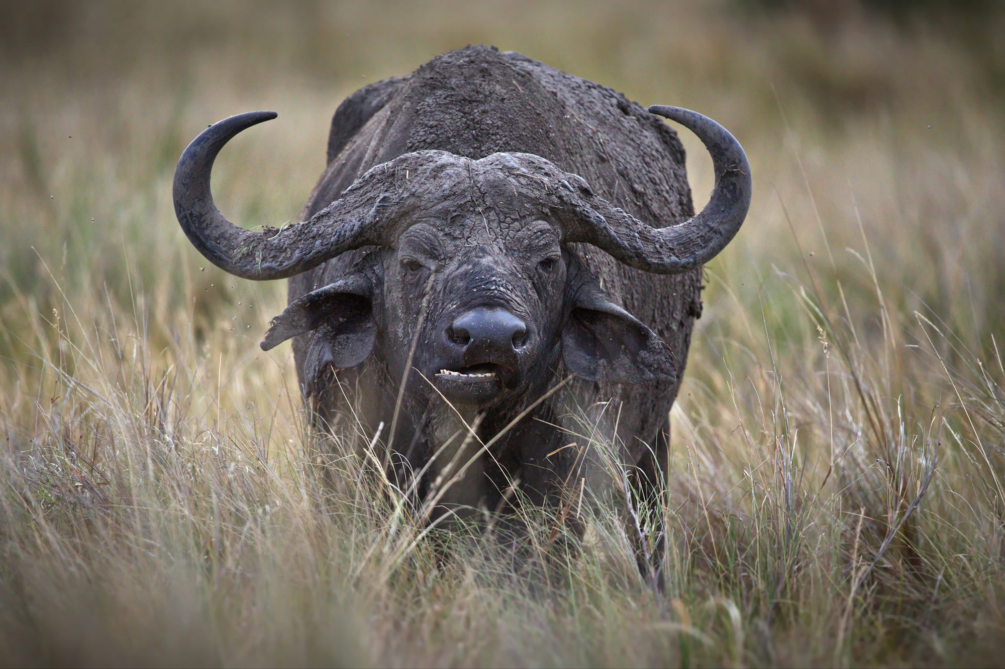 Buffalo in Masai Mara, Kenya